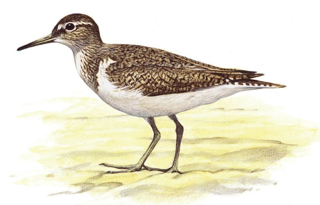 Piro piro piccolo Uomo e natura